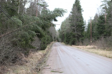 I Risveden föll ett antal träd i den hårda stormen och ledningar både drabbades och skyddade samtidigt vägen från att blockeras.