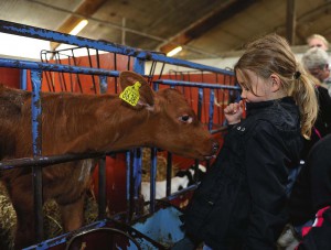 Josefine Berntsson, 6 år, träffade en nyfiken kalv inne i ladugården.