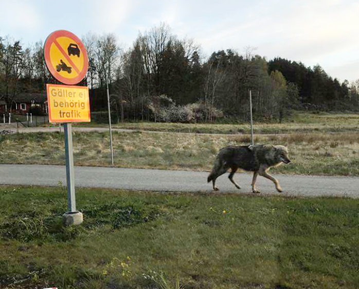 Vargen fångades på bild strax norr om Lödöse på onsdagsmorgonen. Foto: Irmelin Rokka. 