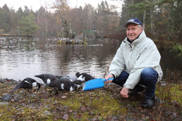 Timo Marklund på Kulturföreningen Svanen matar de myskankor som lämnats åt sitt öde vid Fågeldammarna i Surte.