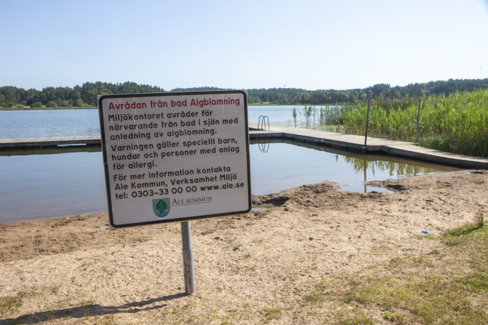 Algblomning är ett återkommande problem i Vimmersjön och kommunen har vid flera tillfällen tvingats avråda från bad. Arkivbild: Per-Anders Klöversjö.