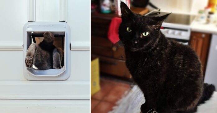 Katten Gat försvann från sitt hem i Hålanda. Efter över en månad hittades han välbehållen i Kode.  